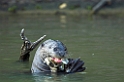 Giant Otter04-01